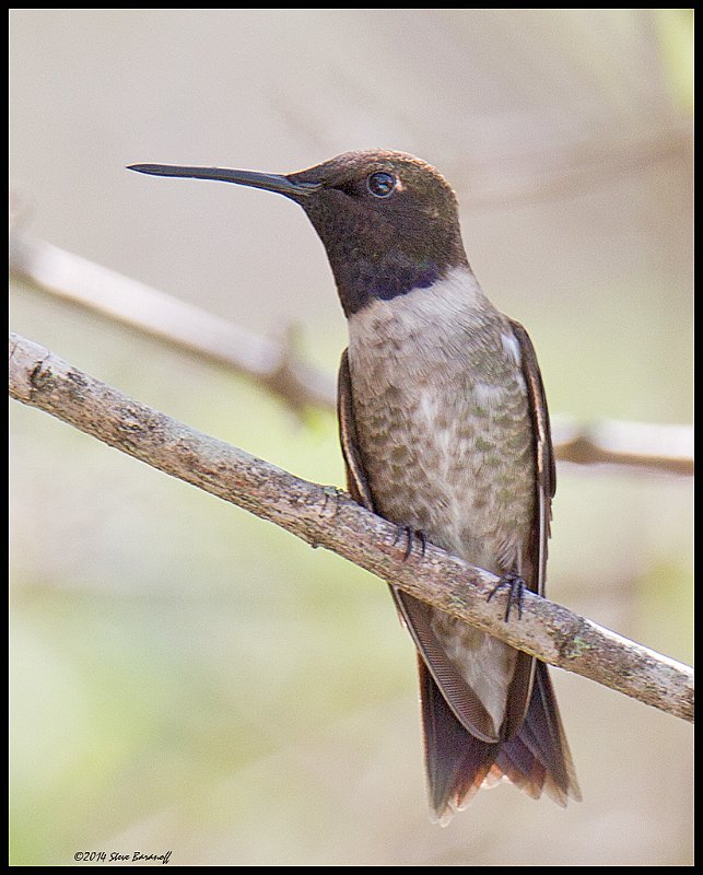 _4SB6208 black-chinned hummingbird.jpg